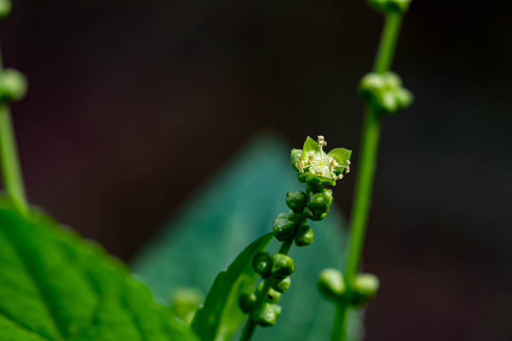 Mercurialis perennis